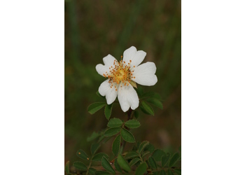 Feld-Rose (Rosa arvensis) - © Emanuel Trummer